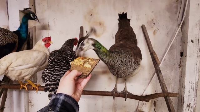 КАПРИЗНЫЕ ПАВЛИНЫ / ЦАРСКАЯ ПТИЦА