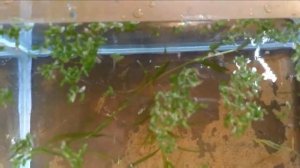 Моллинезия снежинка дала первый приплод!)