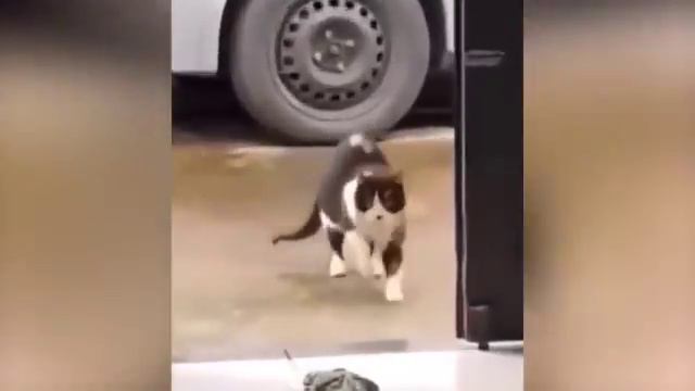 Самые смешные животные 2023 😹- ПРИКОЛЫ С ЖИВОТНЫМИ- Приколы с котами и собаками😅👌 #10