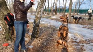 Друг и защитник человека