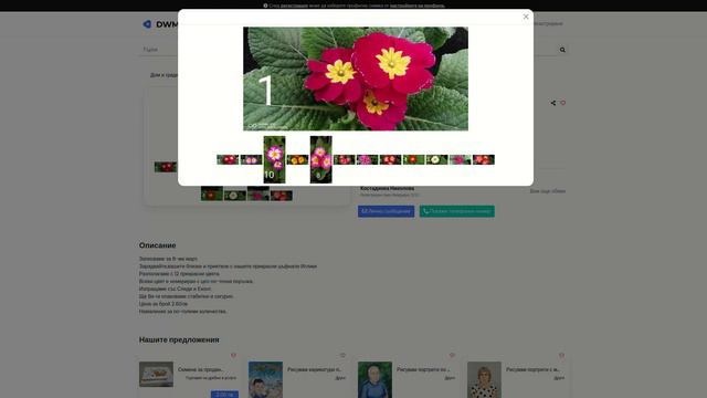 Иглика Примула - Видео ревю от dealwm.bg