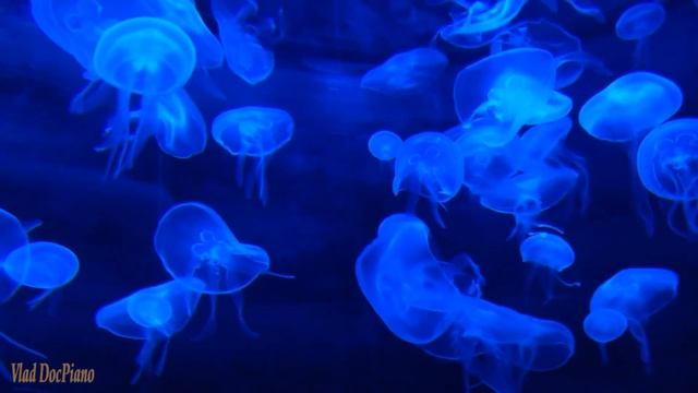 Залипательное видео для сна / На дне океана ? RELAX VIDEO ✅ смотреть онлайн