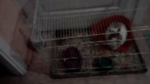 Гость кролик. Хомка. смотреть онлайн