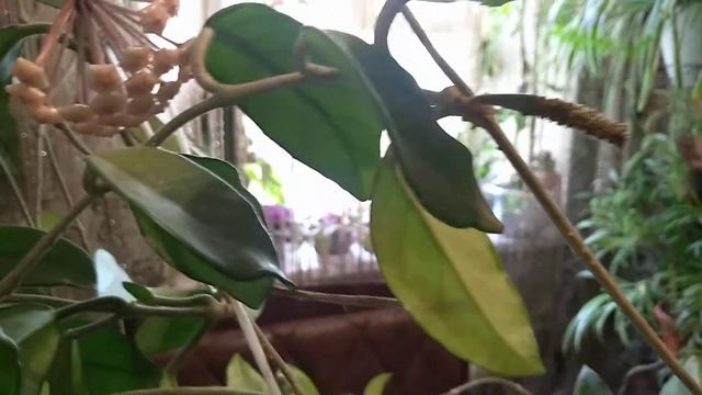 ХОЙЯ КАРНОЗА ЦВЕТЕТ. 16 июля 2020 г смотреть онлайн