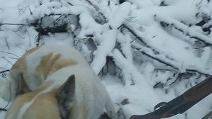 Охота с собакой