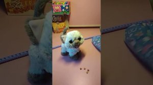 Интерактивная игрушка Hasbro Fur Real Friends - забавный котёнок Ками (обзор)