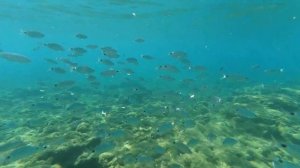 Подводный мир пляжа Horus Paradise в Сиде Турция