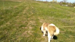 Это любовь. Собака и корова. Dog and cow. Корова целует собаку. Московская сторожевая.