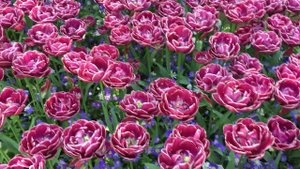 Tulip Dream Touch