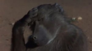 Пьяные животные