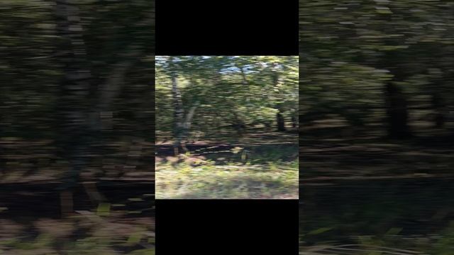 VID_20230731_091252.mp4