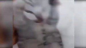 🐈 Кот кричит и держится за голову 🐈