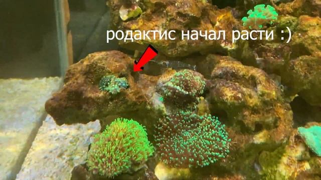 Диатомовые водоросли и силикаты в моем морском мини аквариуме.