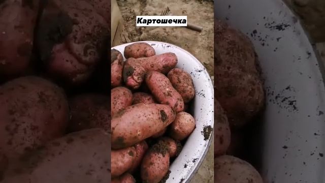 Дачный картофель #картофель #картошка #олегбуянов #буяновсыроед