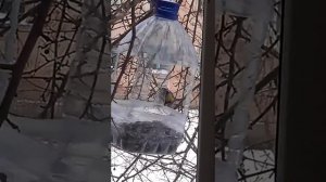 Самка снегиря отгоняет от кормушки других птиц!