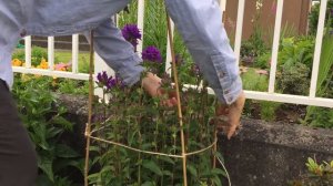 To Stake and Tie a Perennial (Campanula "Superba" Clustered Bellflower) June 26