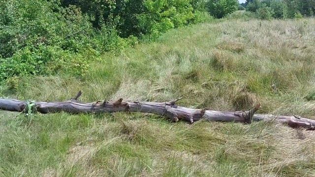 Ищем корягу для аквариума смотреть онлайн