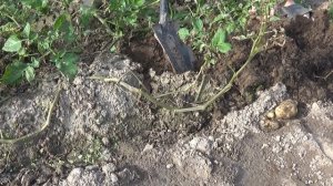 Копаем Sarpo Mira, выращенную из семян