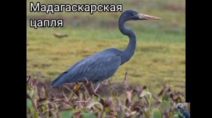 Цапли( лат.Ardea) виды