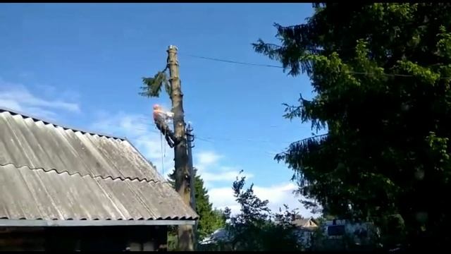 Синявинское садоводство, ель 60 см смотреть онлайн