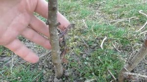 Как вырастить быстро персик. Результат летней прививки (окулировка)