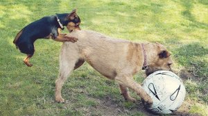 ПРИКОЛЫ С ЖИВОТНЫМИ ДО СЛЕЗ _ Смешные КОТЫ 2023 _ Приколы с КОТАМИ _ Funny ANIMALS video