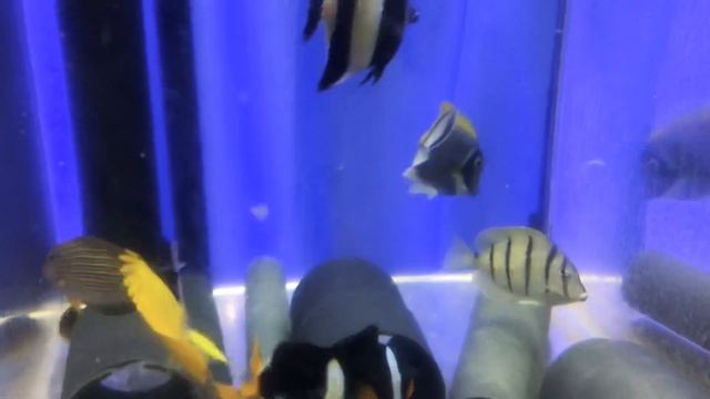 КАЛИПСО АКВА смотреть онлайн