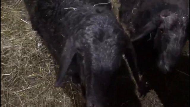 обзор жизни овец зимой смотреть онлайн