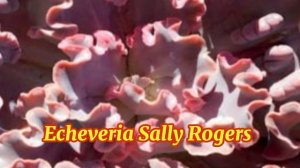 ECHEVERIA VARIETIES/ECHEVERIA IDENTIFICATION/SUCCULENT PLANTS @margiepulido21