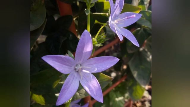 Осенние цветы и красивая музыка. смотреть онлайн