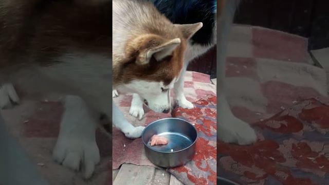 Хаски-кормление.Полдник говяжьи субпродукты(1часть) смотреть онлайн