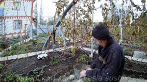 Виноград после заморозка.Проверяем морозостойкость винограда Плевен устойчивый