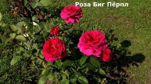 Это просто ЧУДО! КРАСНЫЕ чайно-гибридные розы! 6 замечательных сортов