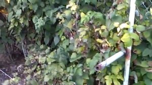 Карликовые яблони и груша Чижовская