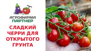 СЛАДКИЙ ЧЕРРИ ДЛЯ ОТКРЫТОГО ГРУНТА – ТОМАТ ШОУ МЕН F1