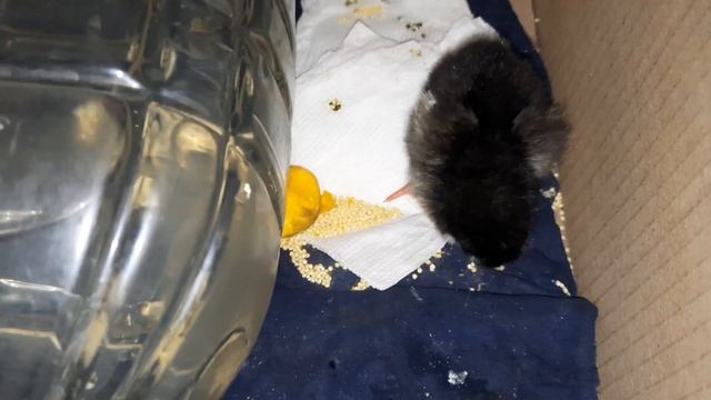 Нежданный парнишка- Джо)) смотреть онлайн