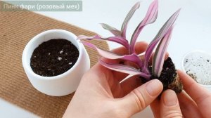 САМЫЙ ПРОСТОЙ СПОСОБ УКОРЕНИТЬ/ ОБЗОР редкого сорта Pink Furry Традесканция/