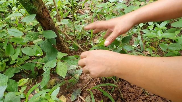 PAMINTA OR BLACK PEPPER- HOW TO PLANT AND HARVEST смотреть онлайн
