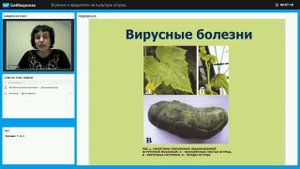 Вирусные болезни огурца в теплице