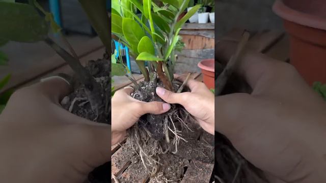 Amazing roots of zz plants #plants