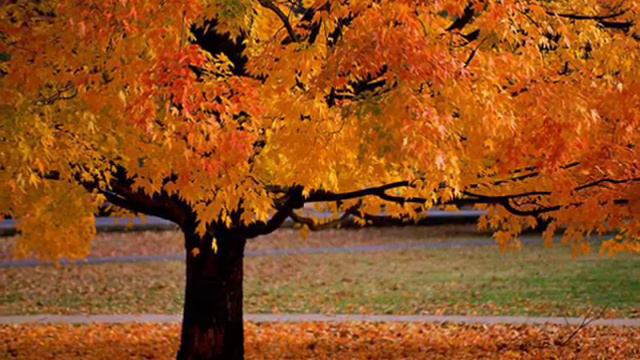 Gheorghe Zamfir - Love Story смотреть онлайн