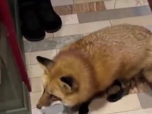 Ли Сяо / Alice the Fox Лиса Алиса (Лиса забежала в дом и увидела зеркало)