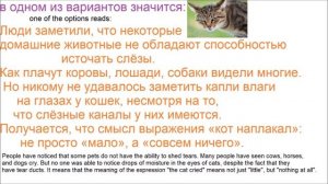 № 650 Учим русский: КОТ НАПЛАКАЛ / популярные русские выражения