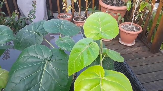 Tamarillo / Tree Tomato UK grown from seeds, late spring update смотреть онлайн