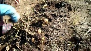 Урожай картофеля из семян  Сорт Реванш и Триумф