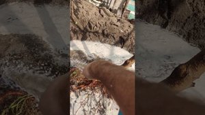 Пересадка персика осенью . Сорт Турист.