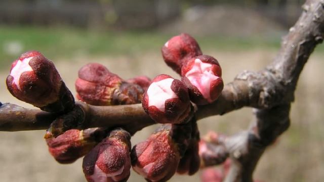 Апрель....avi смотреть онлайн