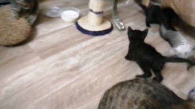 Отдам котят в добрые руки