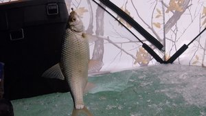 Закрытие сезона зимней рыбалки.