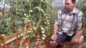 Проверенный сорт томатов: "Малиновый каскад"